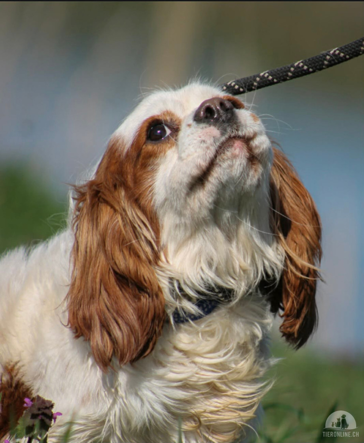 Hunde Ausland
