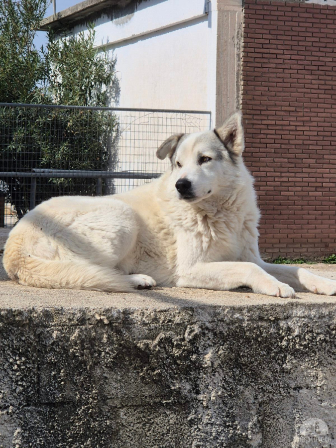 Hunde Ausland