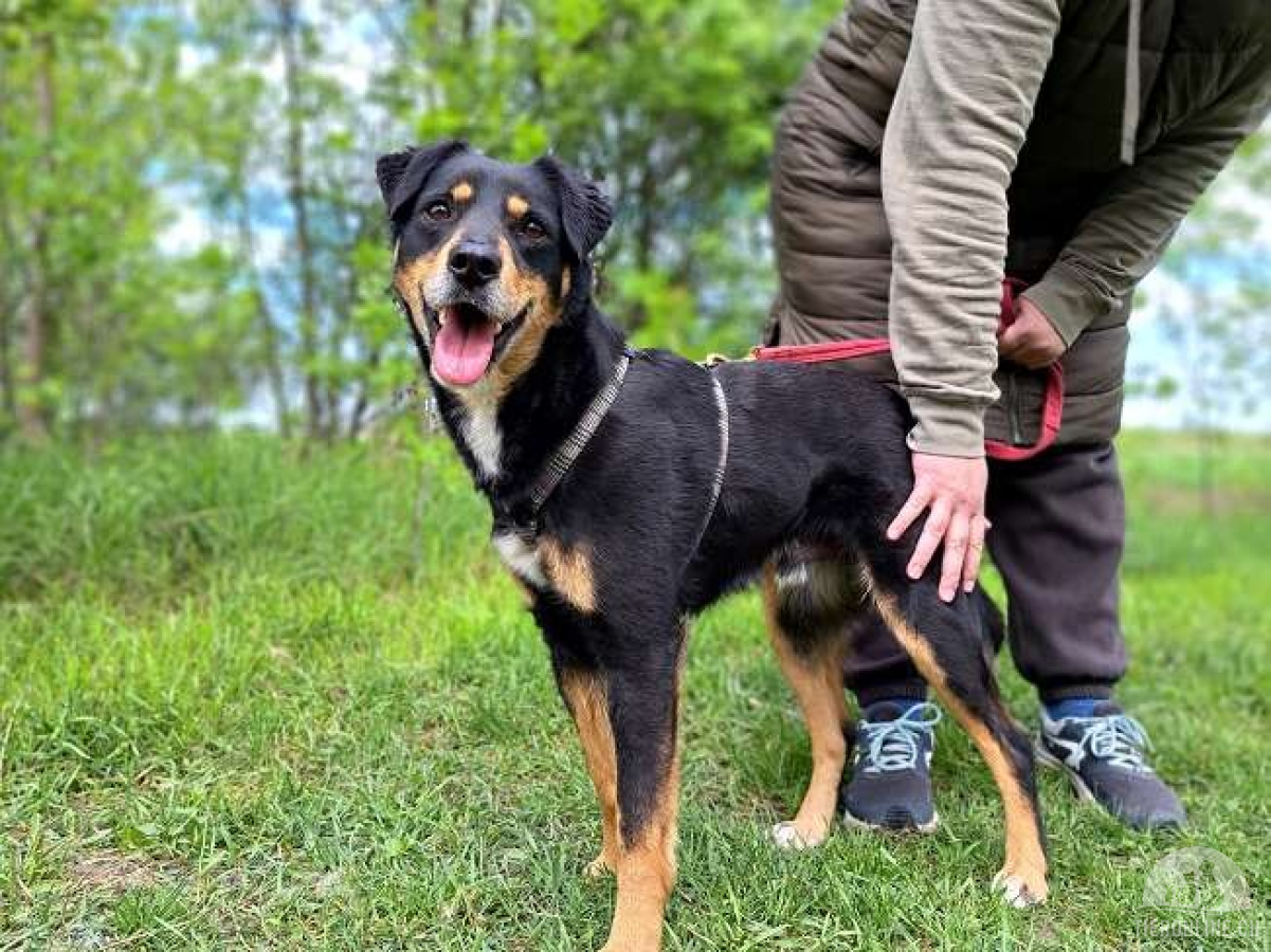 Hunde Ausland