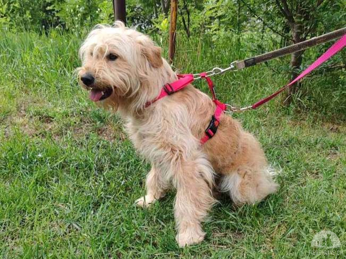Hunde Ausland