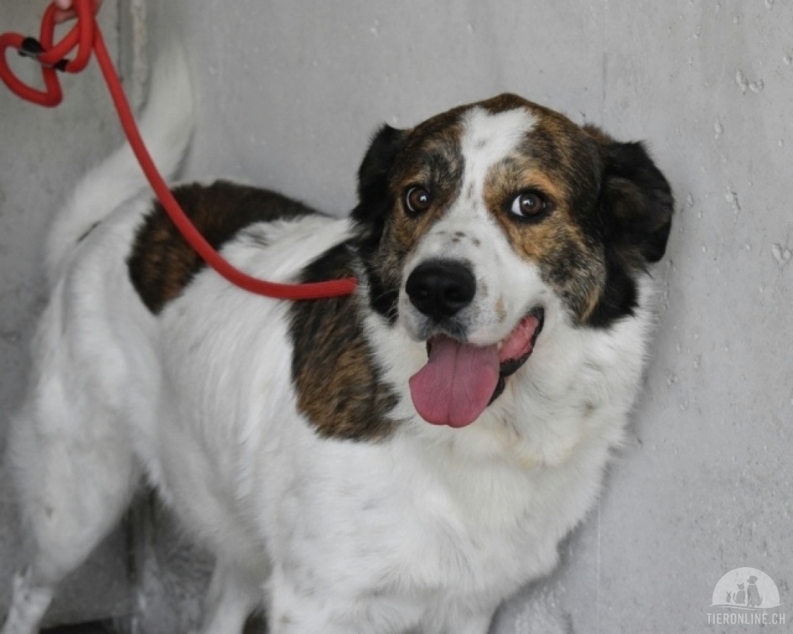 Hunde Ausland