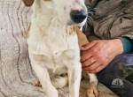 Anika – zarte Hundeseele sucht dringend einen sicheren Hafen