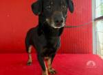Teddy, Dackel-Mix, Rüde, geb. am 24.05.2019, 30 cm, 9 kg