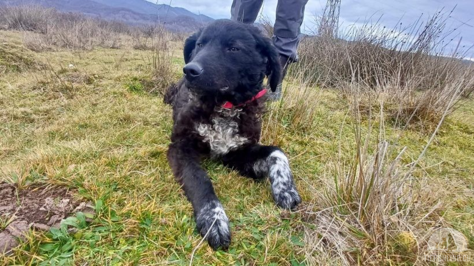 Hunde Ausland