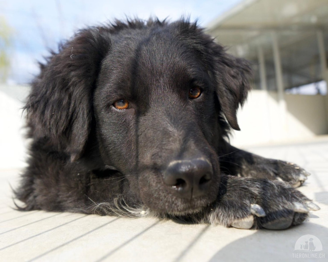 Hunde Ausland