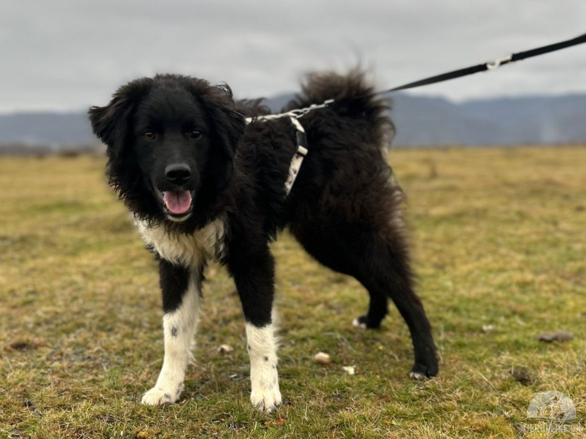 Hunde Ausland