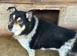 Roscoe - ein wahrer Rohdiamant sucht ein Zuhause
