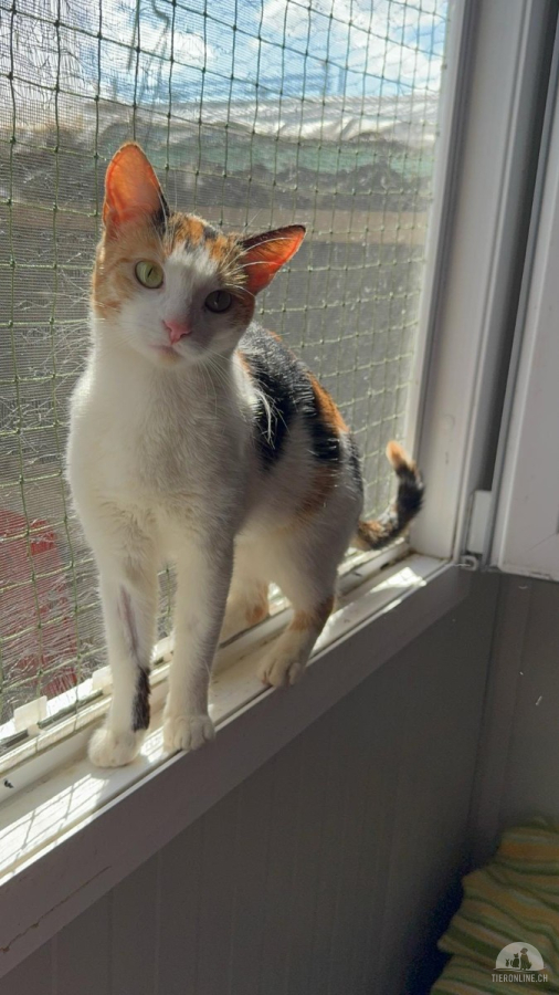 Katzen Ausland