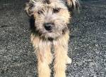 Betty – fröhliches Hundekind sucht ihre Familie