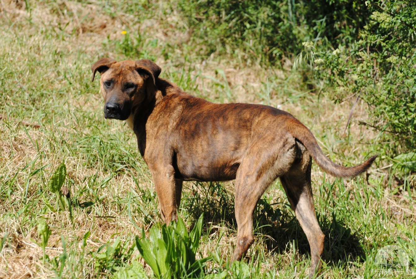 Hunde Ausland