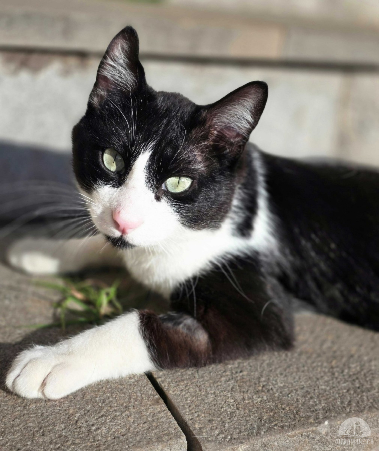 Katzen Ausland