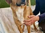 Rex – liebevoller Familienhund sucht dringend sein Glück