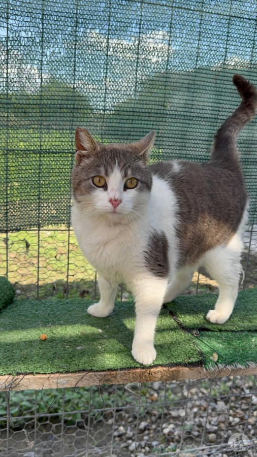 Katzen Ausland