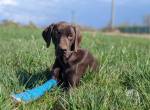 Großer Hund, großes Abenteuer: Klaus-Dieter will die Welt entdecken!