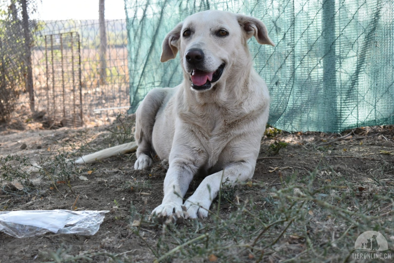 Hunde Ausland