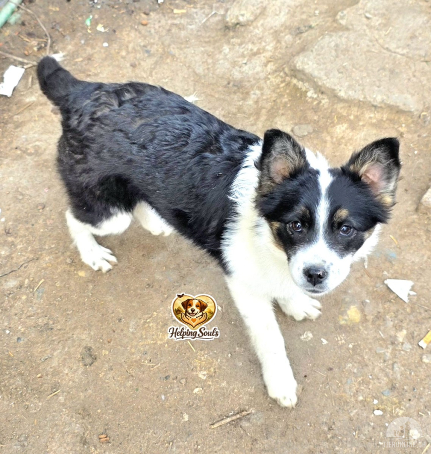 Hunde Ausland