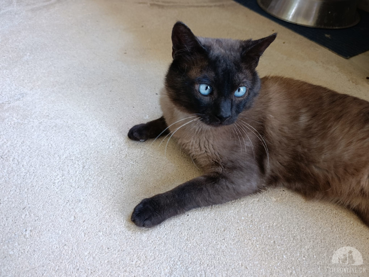 Katzen Ausland