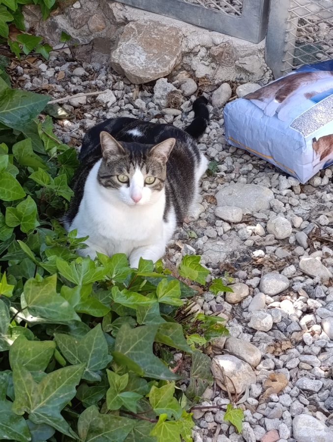 Katzen Ausland