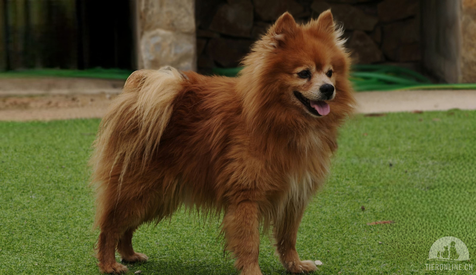 Hunde Ausland