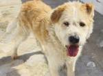 Thiago - ein absoluter Herzenshund