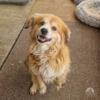 Oskar – kleiner Senior sucht großes Herz 