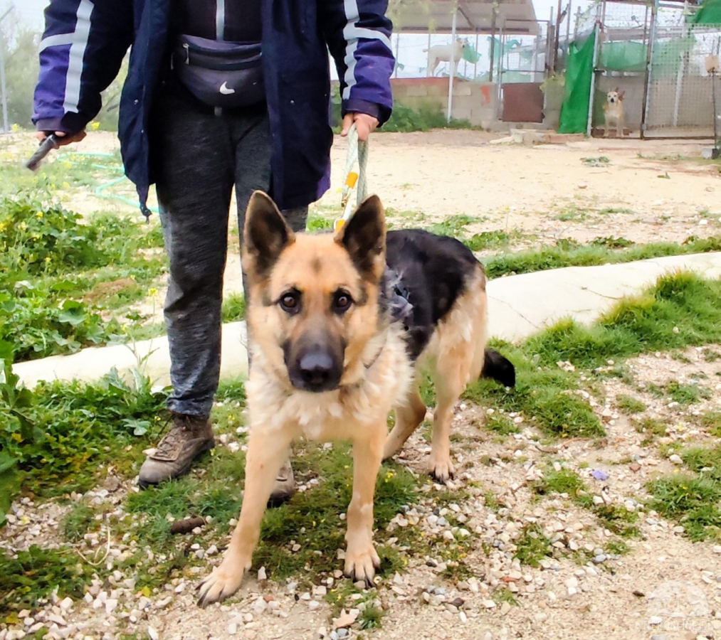 Hunde Ausland