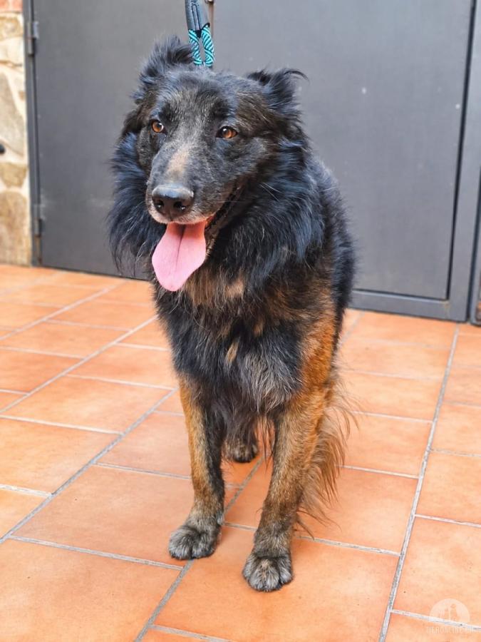 Hunde Ausland