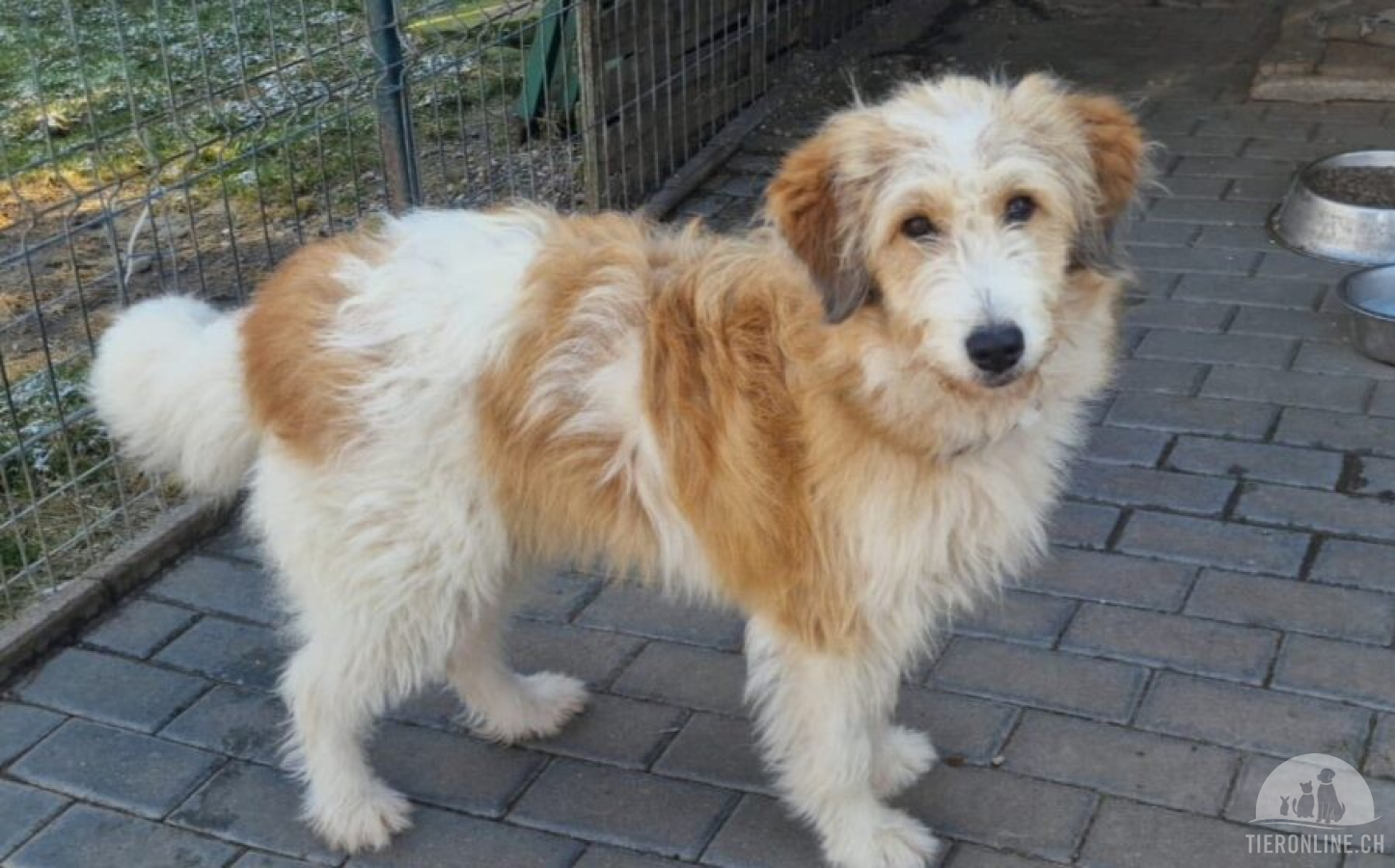Bibi - Eine treue Seele zum Verlieben und Kuscheln!