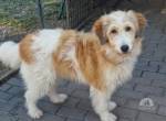 Bibi - Eine treue Seele zum Verlieben und Kuscheln!