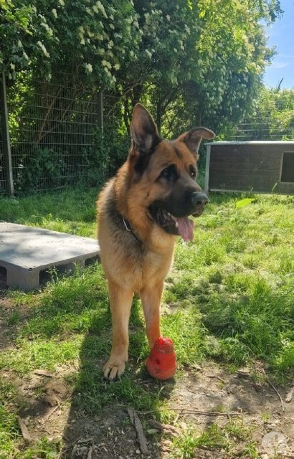 Hunde Ausland