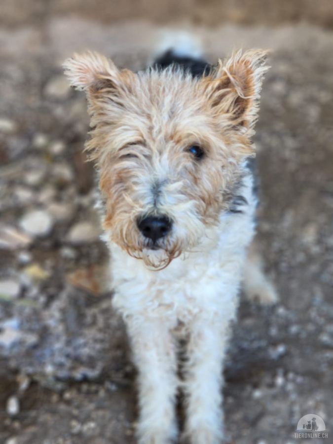 Hunde Ausland