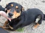 Bereit für gemeinsame Abenteuer! Traumhund Dream sucht seine Menschen!