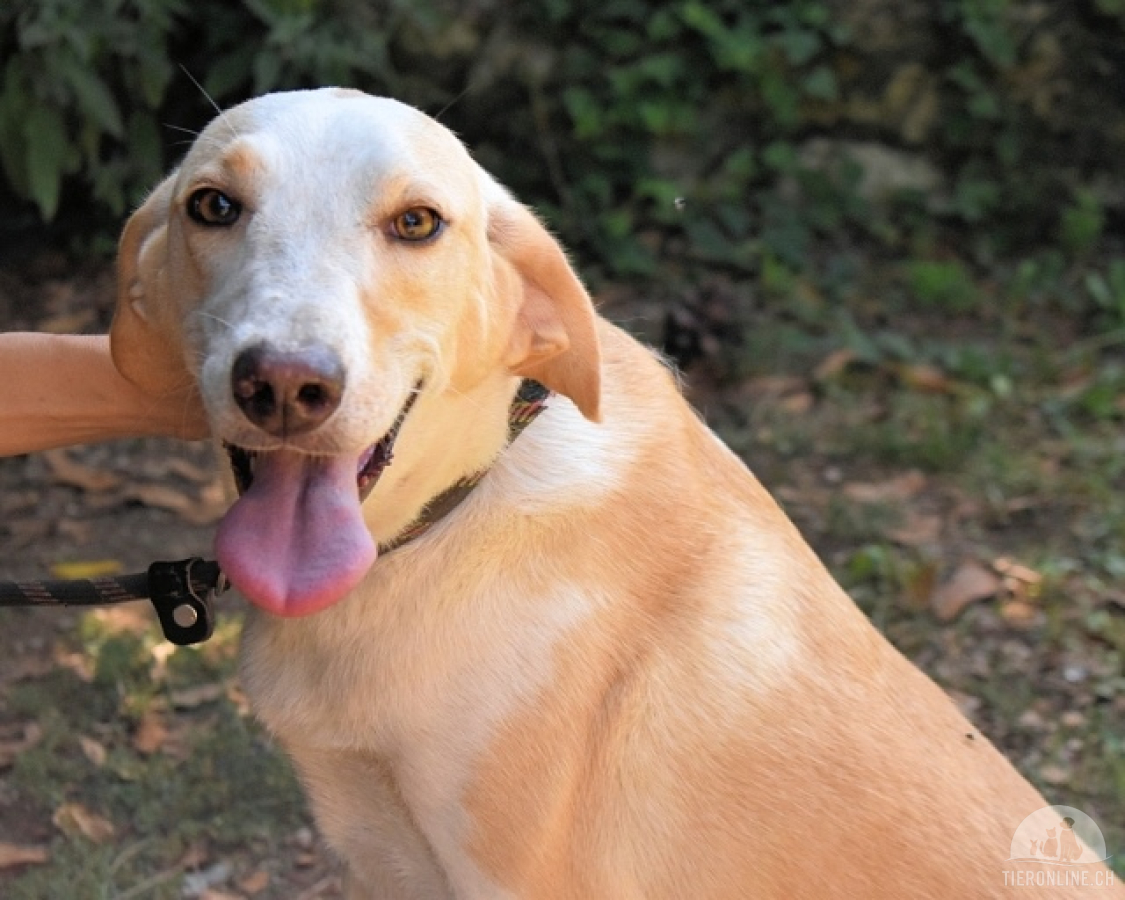 Hunde Ausland