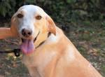 Darcyline - Lebensretter oder -retterin gesucht!