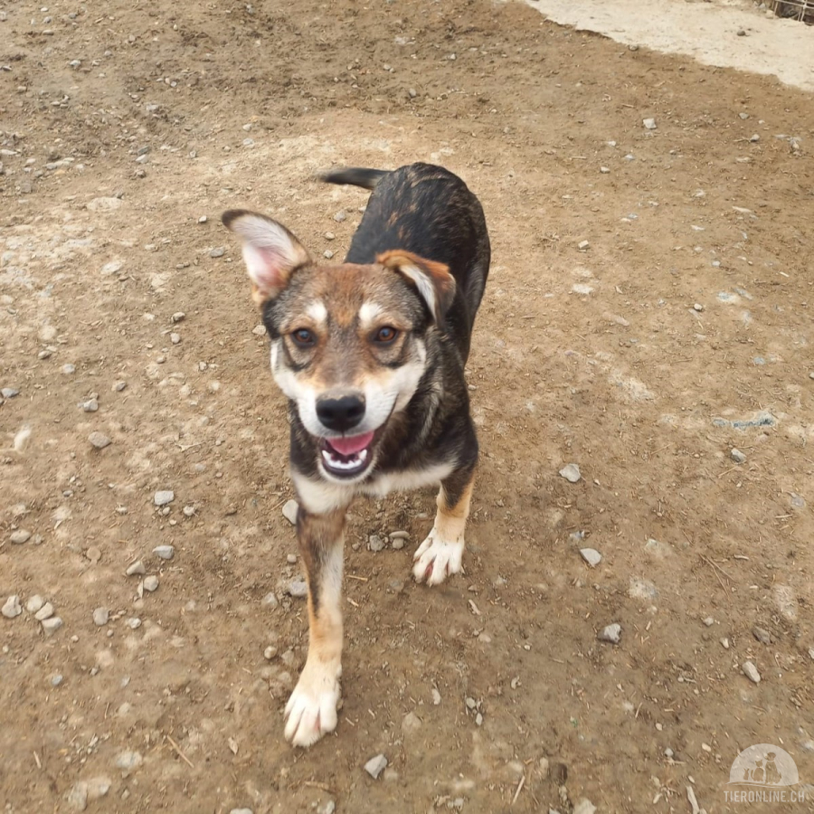 Hunde Ausland