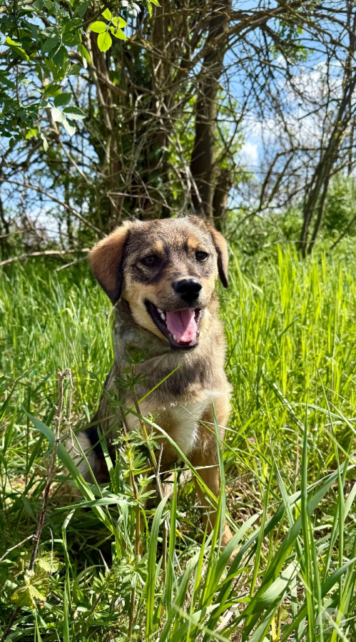 Hunde Ausland