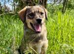 liebevolles Zuhause für die sanfte Pepita gesucht