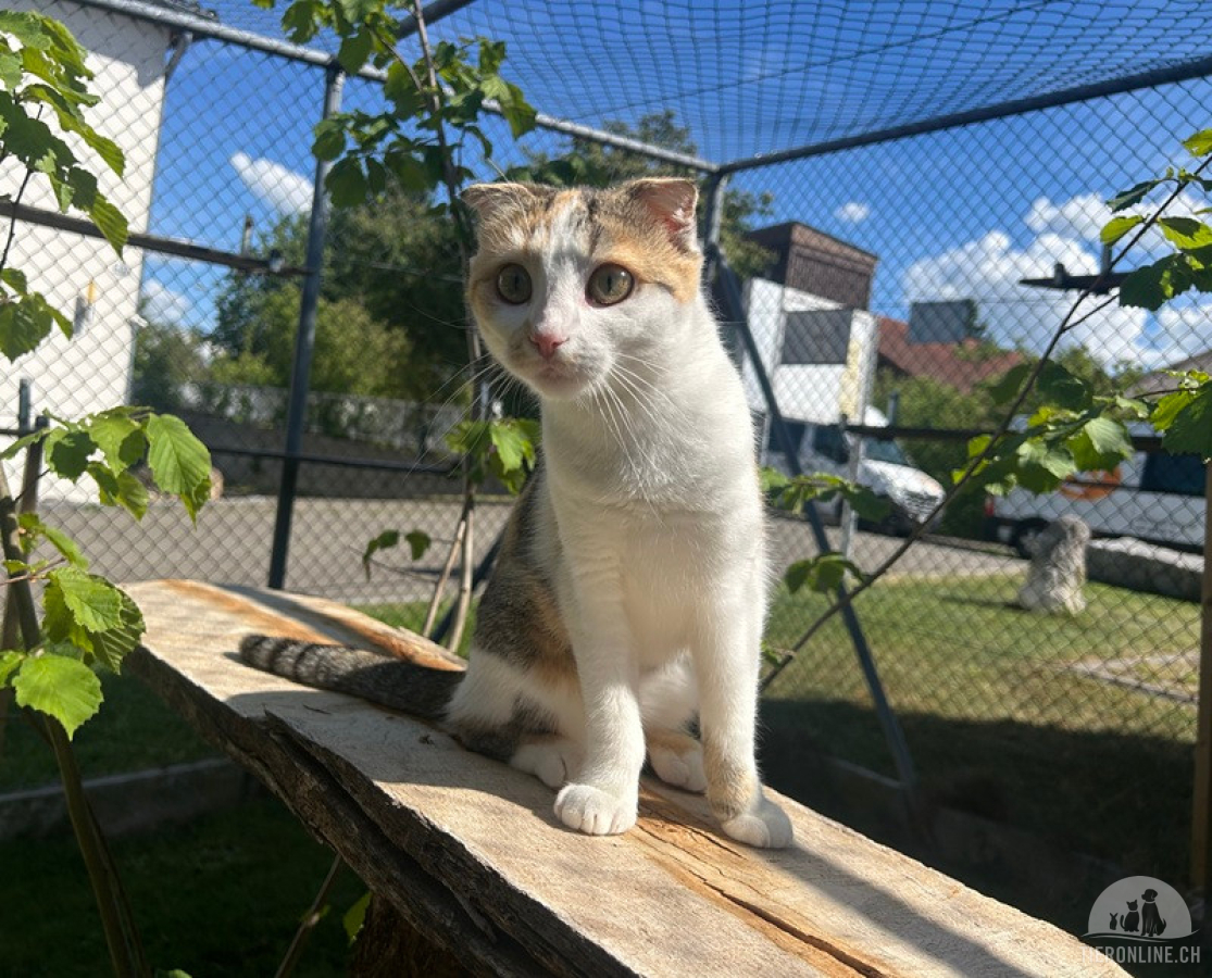 Katzen Schweiz