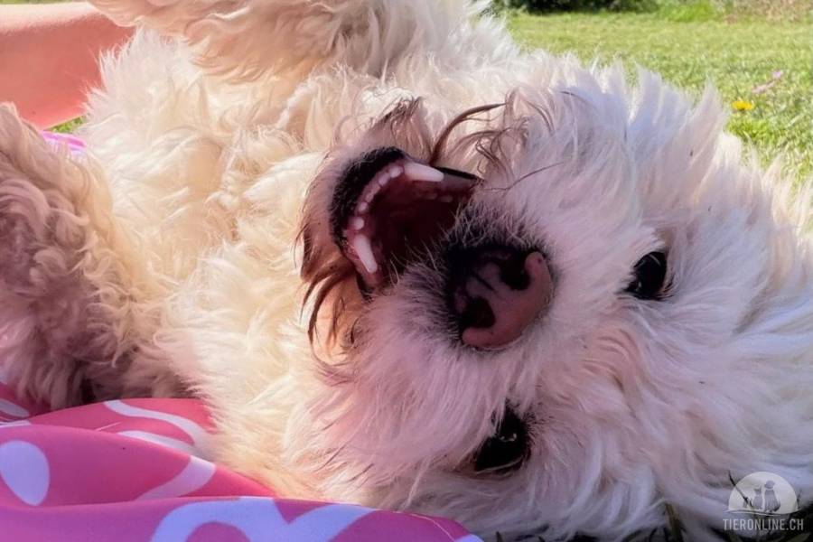 Fonsi (2 Jahre) sucht Gleichgesinnte