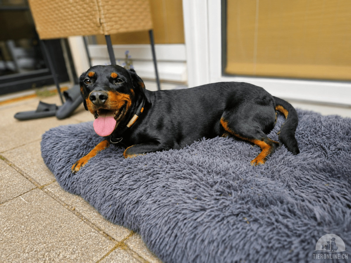 Hunde Deutschland