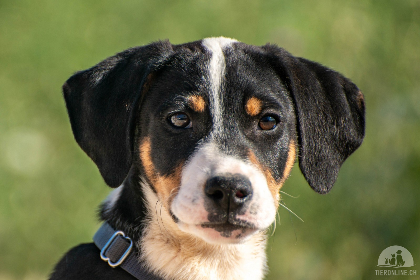 Hunde Ausland