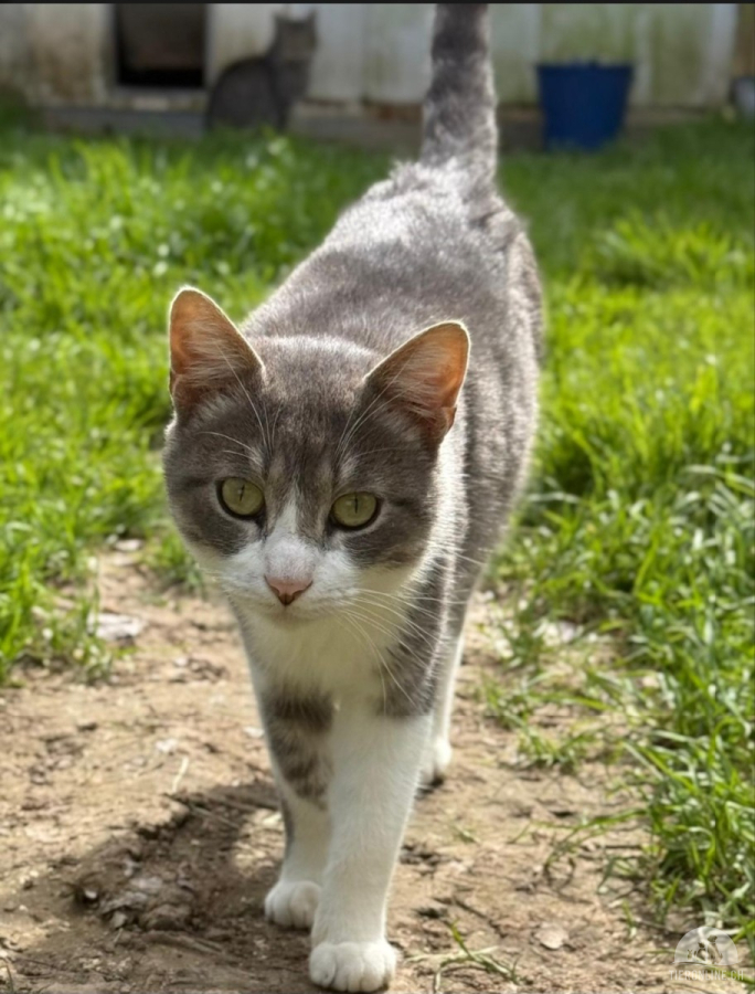 Katzen Ausland