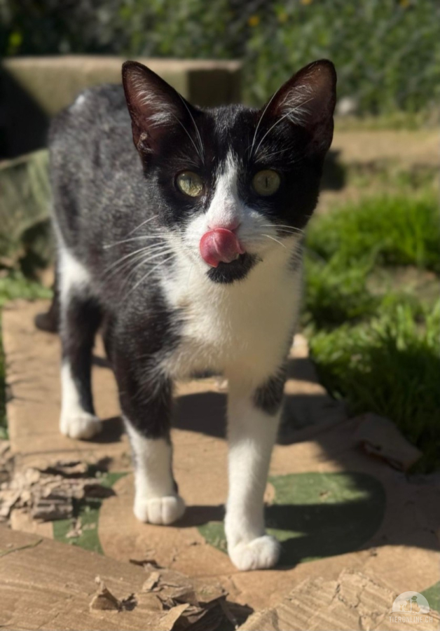Katzen Ausland