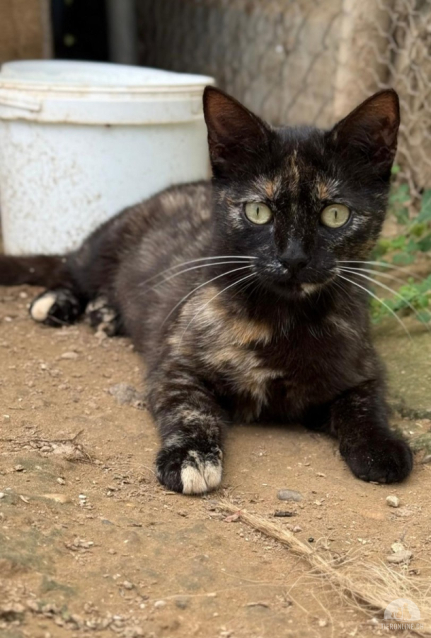 Katzen Ausland