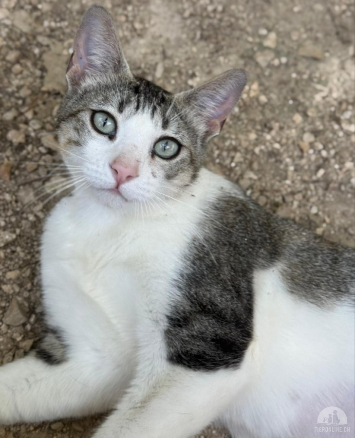 Katzen Ausland