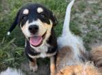 Zara - neugieriges Welpenmädchen