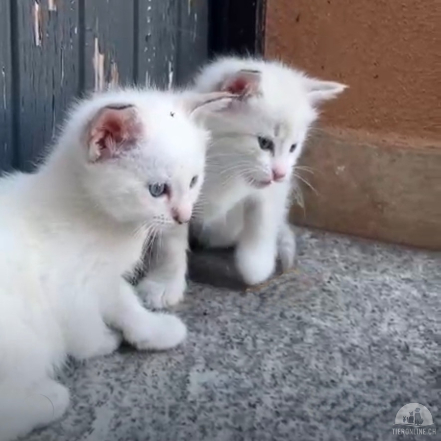 Katzen Schweiz