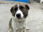Sanfte Riesin Conny sucht Familienanschluss