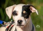 Kessy (4 Monate) sucht ihr für-immer-zuhause