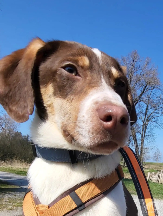 Hunde Ausland